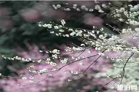 南京赏梅花好去处 南京梅花什么时候开
