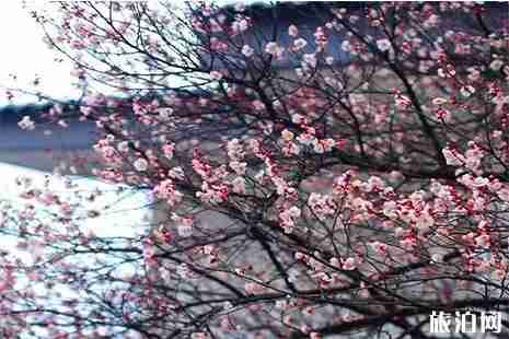 南京赏梅花好去处 南京梅花什么时候开
