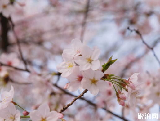 和樱花拍照穿什么衣服 樱花怎么拍好看 和樱花拍照穿什么衣服 樱花怎么拍好看