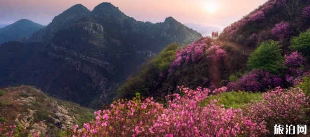 厦门哪里可以赏花 2019厦门春天赏花时间+地点 厦门哪里可以赏花 2019厦门春天赏花时间+地点