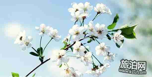 2018年武汉看花的地方有哪些 武汉周边赏花地点推荐