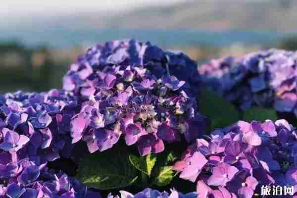 南国山花绣球花海观赏攻略