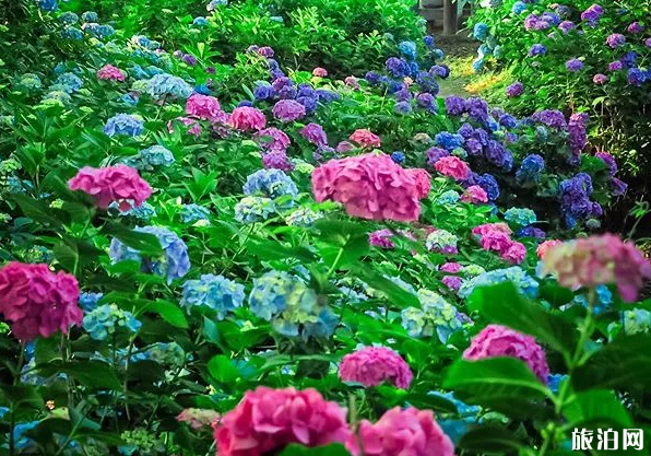 2020日本紫阳花花期级观赏地点推荐