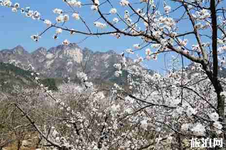 2019沂水诸葛镇杏花节3月23日开启