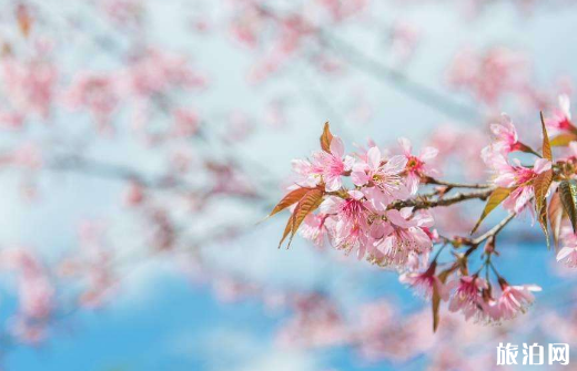 崇明樱花节2019时间+地点+票价 鲜花港郁金香展票价 崇明樱花节2019时间+地点+票价 鲜花港郁金香展票价