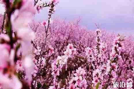 2019泰安近期赏花活动 桃花节+郁金香展