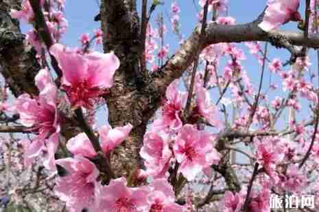 2019年上海桃花节是几月几号+门票+交通+活动攻略