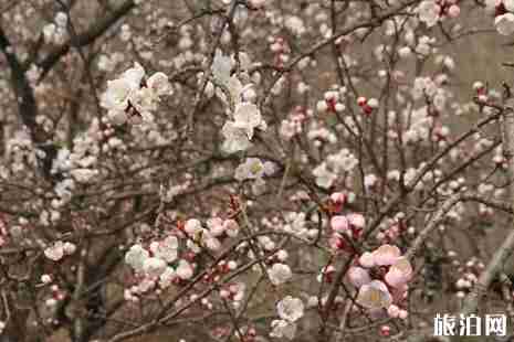 2019沂水诸葛杏花节活动攻略