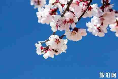2019苏州太湖绿洲桃花节时间+地点+活动攻略