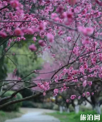 2019长沙植物园樱花节什么时候+票价+赏花时间表 2019长沙植物园樱花节什么时候+票价+赏花时间表
