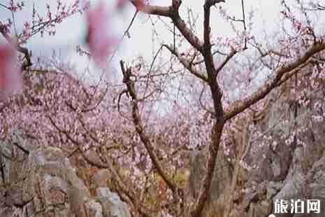 2019普定梭筛湖桃花岛赏桃花攻略