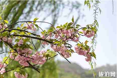 2019孟津黄河小浪底樱花节 门票+赏花攻略