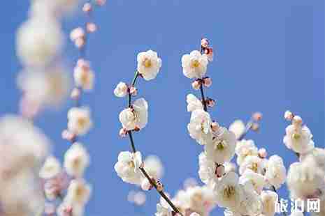 2019桐乡市首届槜李文化节暨桃园村李花观赏活动3月23日开启