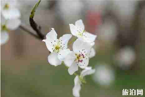 2019河北梨花节是什么时候+在哪里