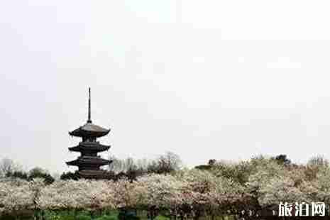 2019江苏赏樱花的地方整理