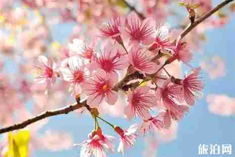 2019孝感杨店桃花节3月28日开启