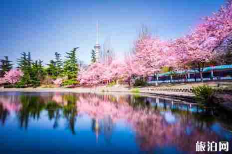 2019北京清明节赏花去哪+攻略