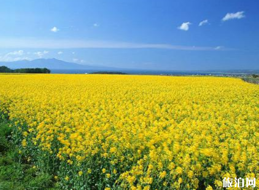 汉中油菜花最佳观赏路线 西安周边油菜花2019地址+交通
