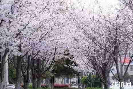 舟山赏花地方攻略