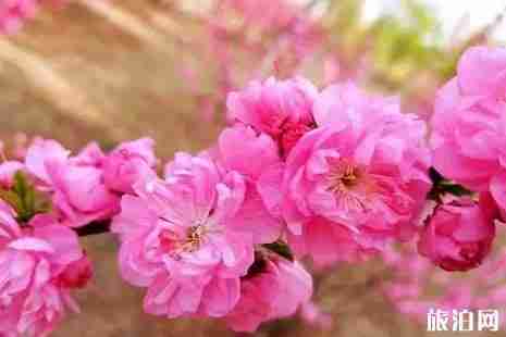 2019年春季长春赏花攻略