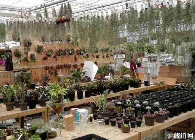 北京花鸟鱼虫市场地址在哪2019 北京花鸟鱼虫市场地址在哪2019