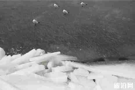 2019青海湖开湖时间+简介 青海湖开湖攻略