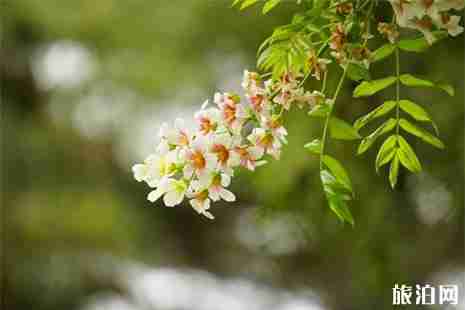 2019邱县文冠果花节4月13日开启
