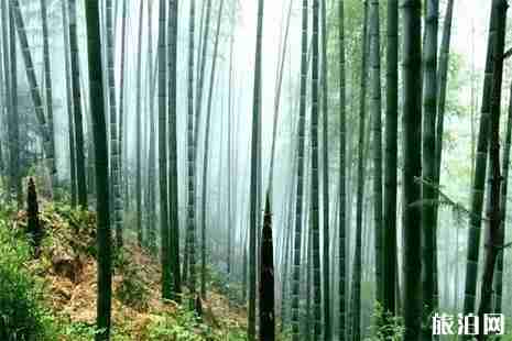 2019宁波象山西周竹笋节4月13日开启