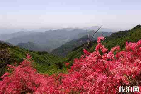 浙江杜鹃花哪里最有名