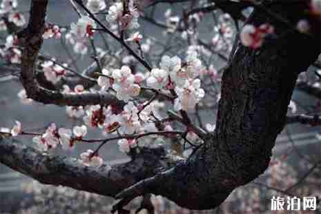 2019呼和浩特乌素图杏花节4月19日开启