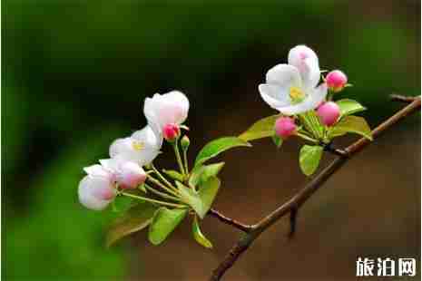 2019礼县苹果花节4月21日开启