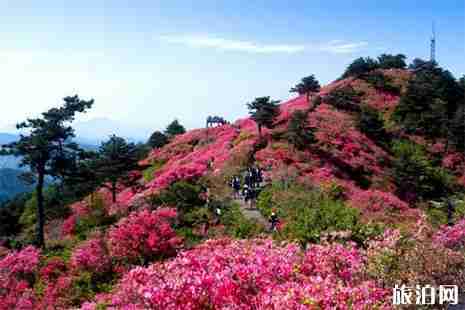 奉化金蛾村杜鹃花赏花指南 地点+交通