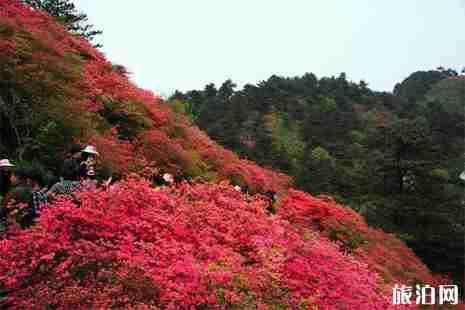 奉化金蛾村杜鹃花赏花指南 地点+交通