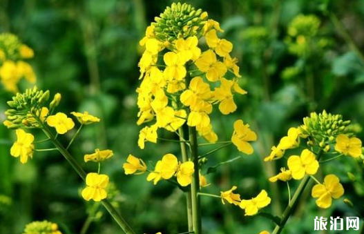 2019北京房山天开花海油菜花节时间+票价+活动内容 2019北京房山天开花海油菜花节时间+票价+活动内容