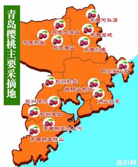 青岛樱桃采摘时间2019+价格+地址+交通 青岛樱桃采摘时间2019+价格+地址+交通