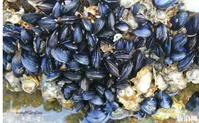 大连哪里可以赶海捉海鲜