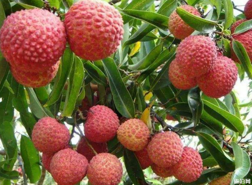 重庆荔枝多少钱一斤 2019重庆荔枝采摘园地址+采摘时间