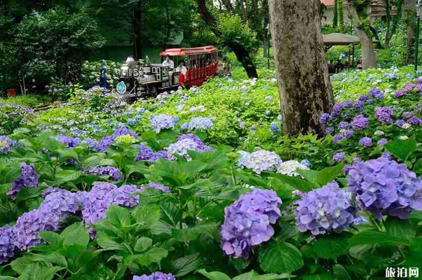 2019日本绣球花花期+门票价格+赏花景点 2019日本绣球花花期+门票价格+赏花景点
