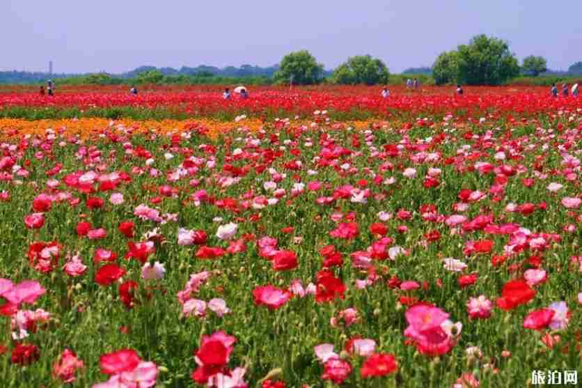 2019日本赏花时间表+地址 2019日本赏花时间表+地址