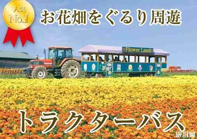日本北海道富良野的花田最佳时间及游玩攻略 日本北海道富良野的花田最佳时间及游玩攻略