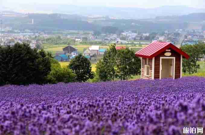 日本北海道富良野的花田最佳时间及游玩攻略 日本北海道富良野的花田最佳时间及游玩攻略