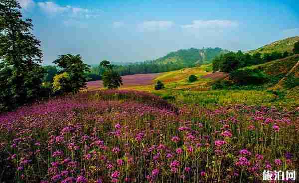 2019南京六月赏花攻略(地址+门票) 2019南京六月赏花攻略(地址+门票)