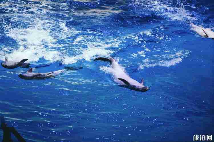 上海海昌极地海洋公园游玩指南 上海海昌极地海洋公园游玩指南