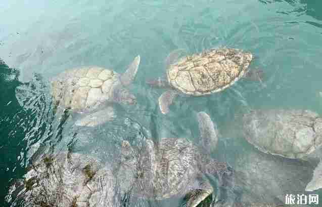 加勒比海邮轮旅游攻略 加勒比海邮轮旅游攻略