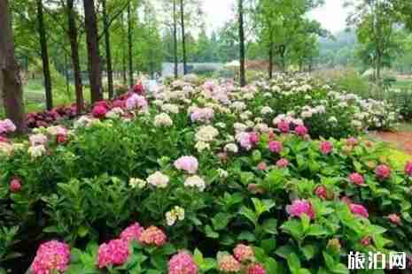 2019上海绣球花最佳观赏点+门票+交通
