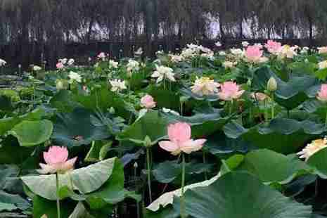 2019淮南荷花几月份开+观赏地点推荐
