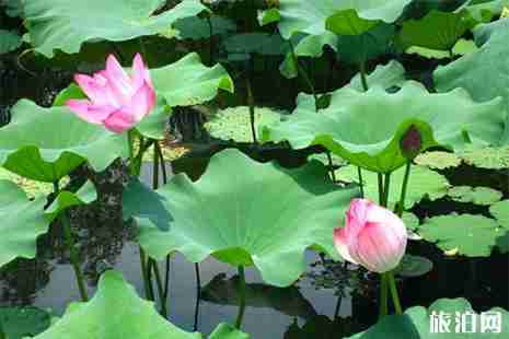 2019银滩荷花节6月22日开启