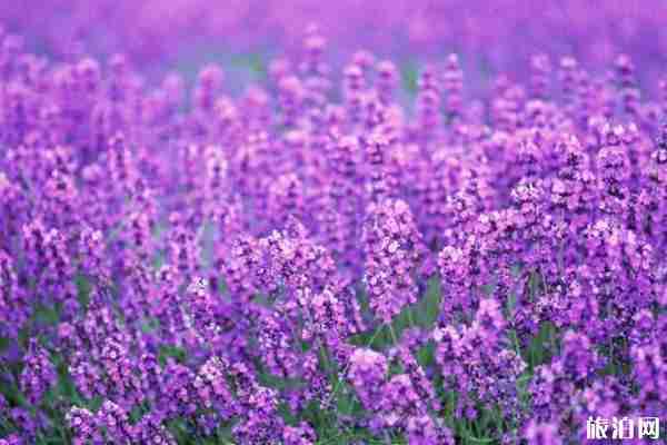2019年伊犁薰衣草什么时候开花+最佳观赏点+门票