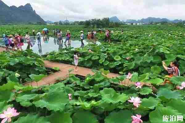 柳州百朋荷花节2019时间+地点+节目+活动介绍