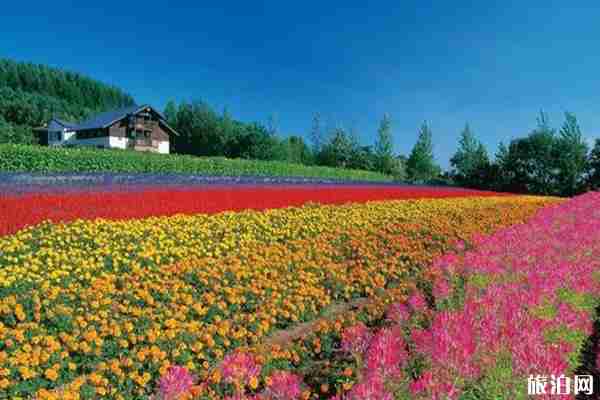 2019日本夏季赏花时间+地点+介绍